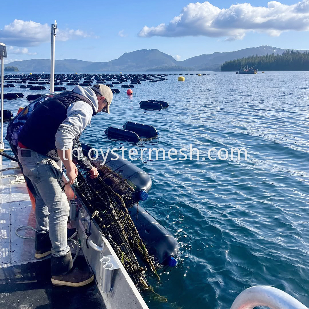 Oyster Farm American River